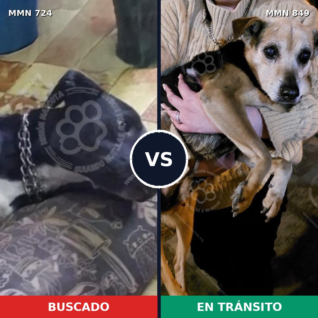 Comparativa MMS 19156: mascota perdida y mascota encontrada, 31% de similitud