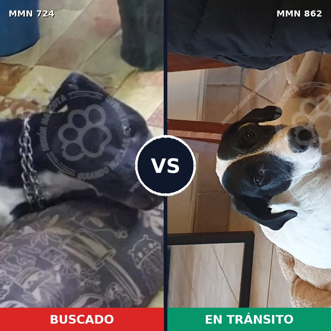 Comparativa MMS 19157: mascota perdida y mascota encontrada, 47% de similitud