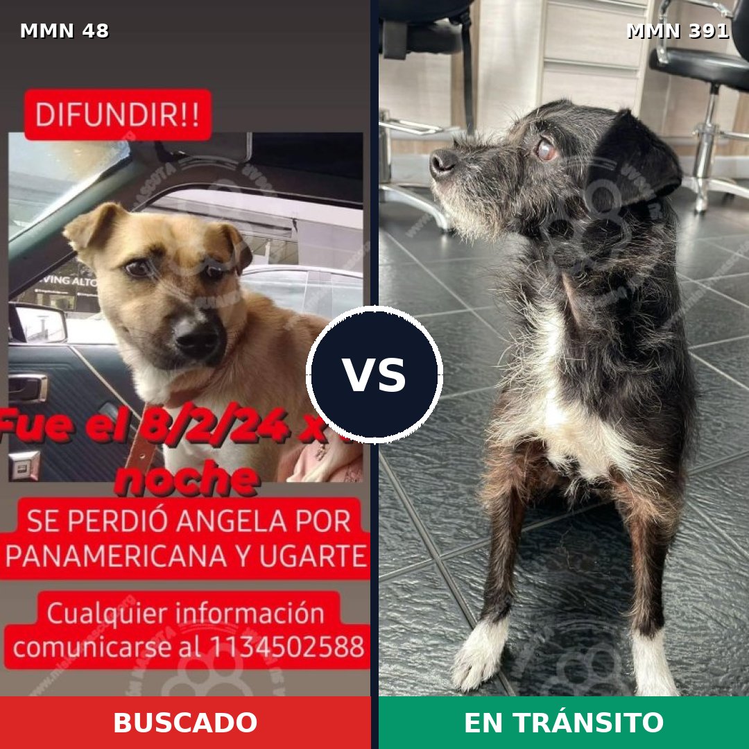 Comparativa MMS 1916: mascota perdida y mascota encontrada, 70% de similitud