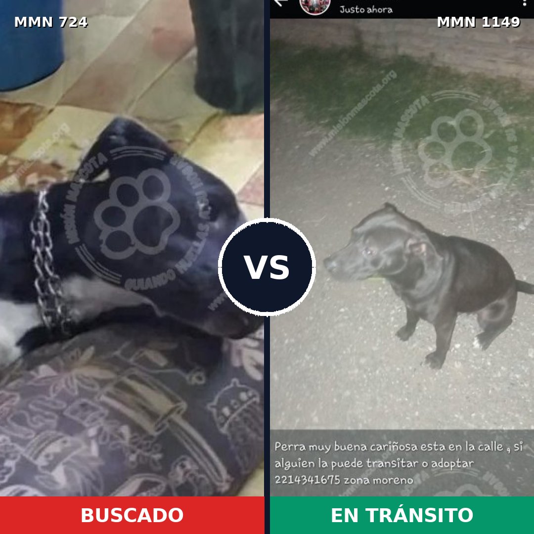 Comparativa MMS 19160: mascota perdida y mascota encontrada, 35% de similitud