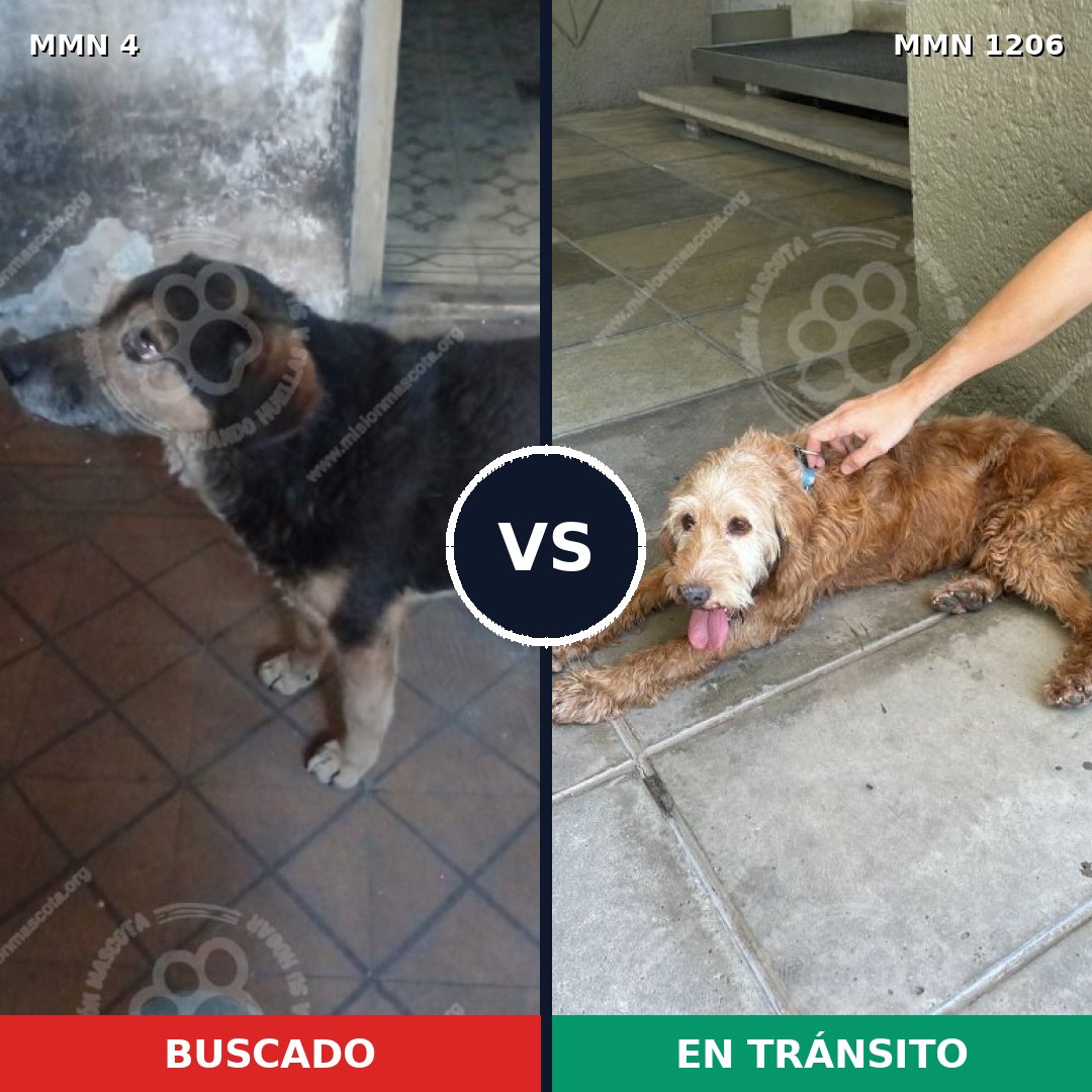 Comparativa MMS 19165: mascota perdida y mascota encontrada, 63% de similitud