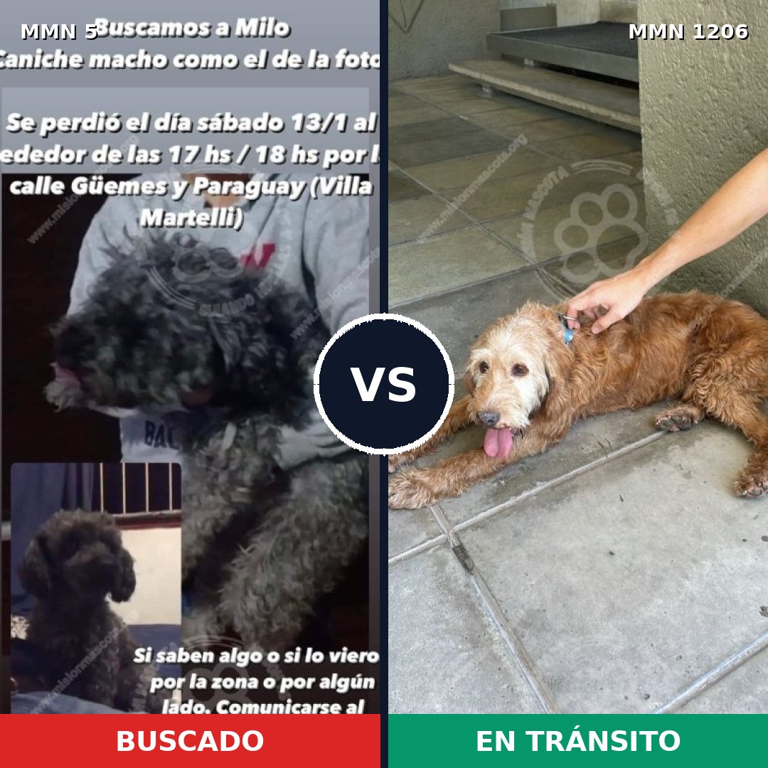 Comparativa MMS 19166: mascota perdida y mascota encontrada, 33% de similitud