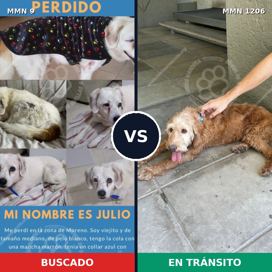 Comparativa MMS 19167: mascota perdida y mascota encontrada, 73% de similitud