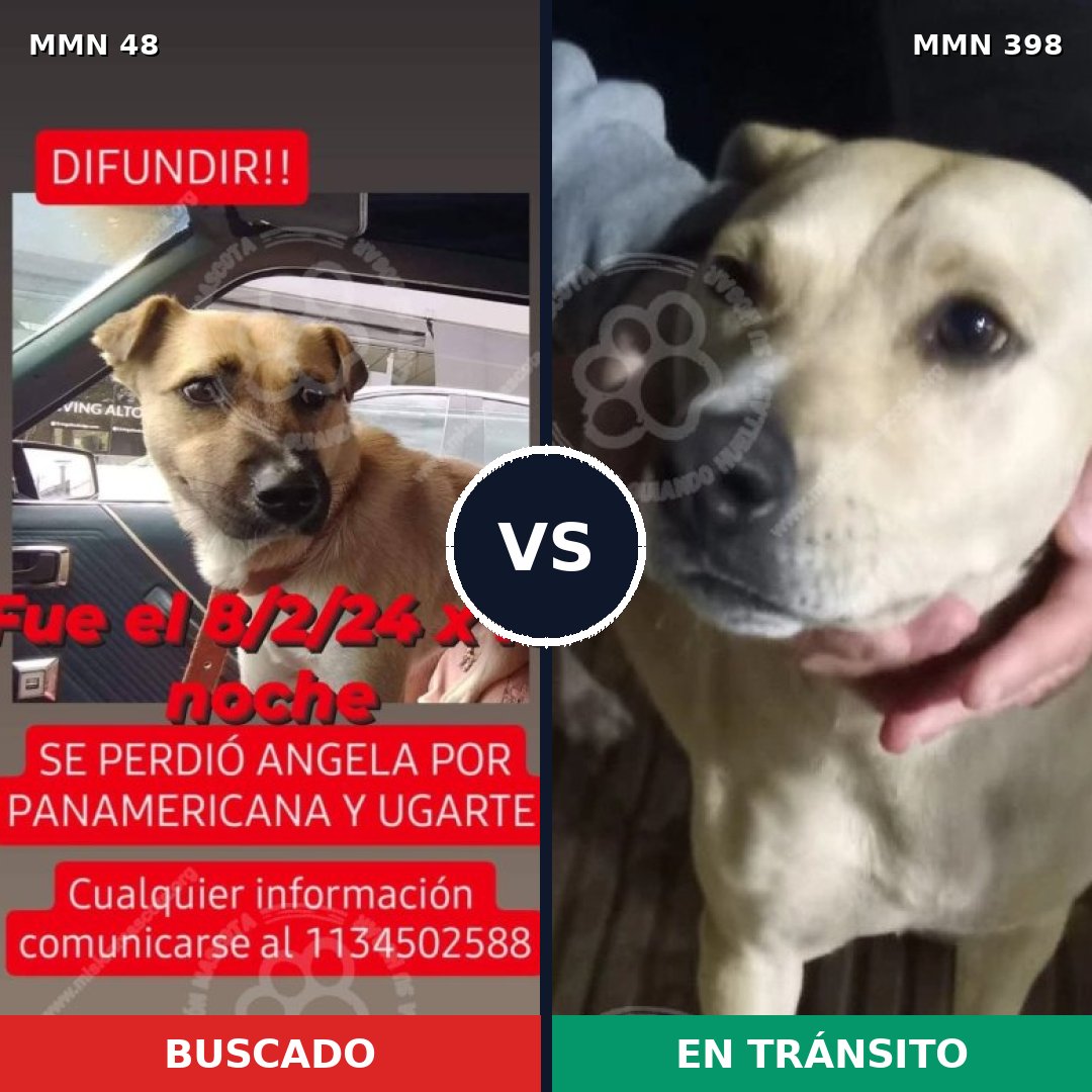 Comparativa MMS 1917: mascota perdida y mascota encontrada, 73% de similitud