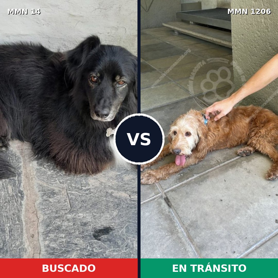 Comparativa MMS 19170: mascota perdida y mascota encontrada, 64% de similitud
