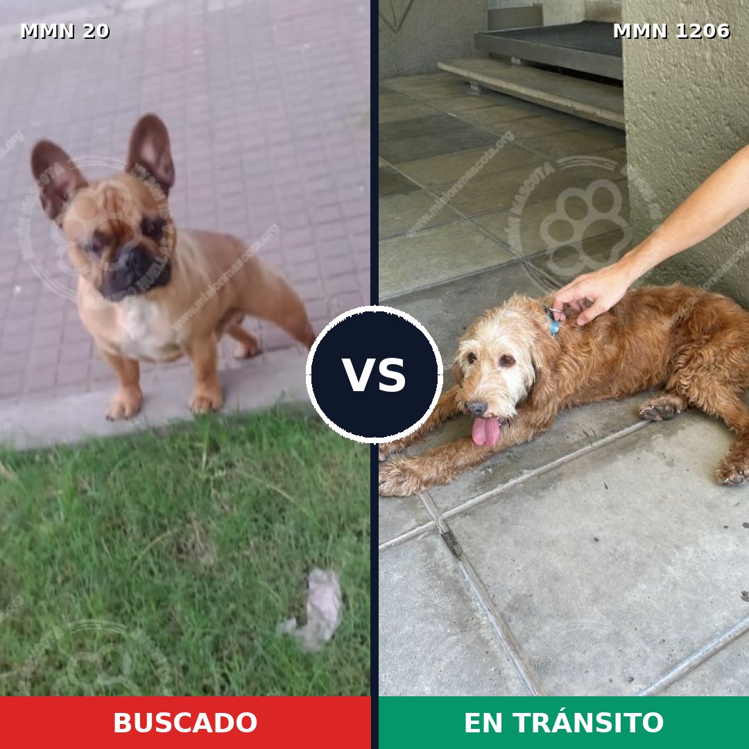 Comparativa MMS 19172: mascota perdida y mascota encontrada, 33% de similitud