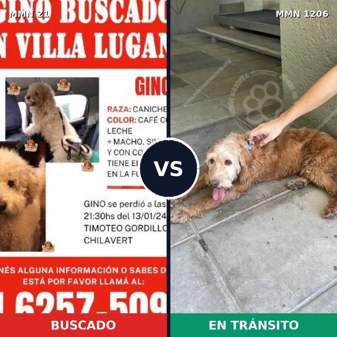 Comparativa MMS 19173: mascota perdida y mascota encontrada, 33% de similitud
