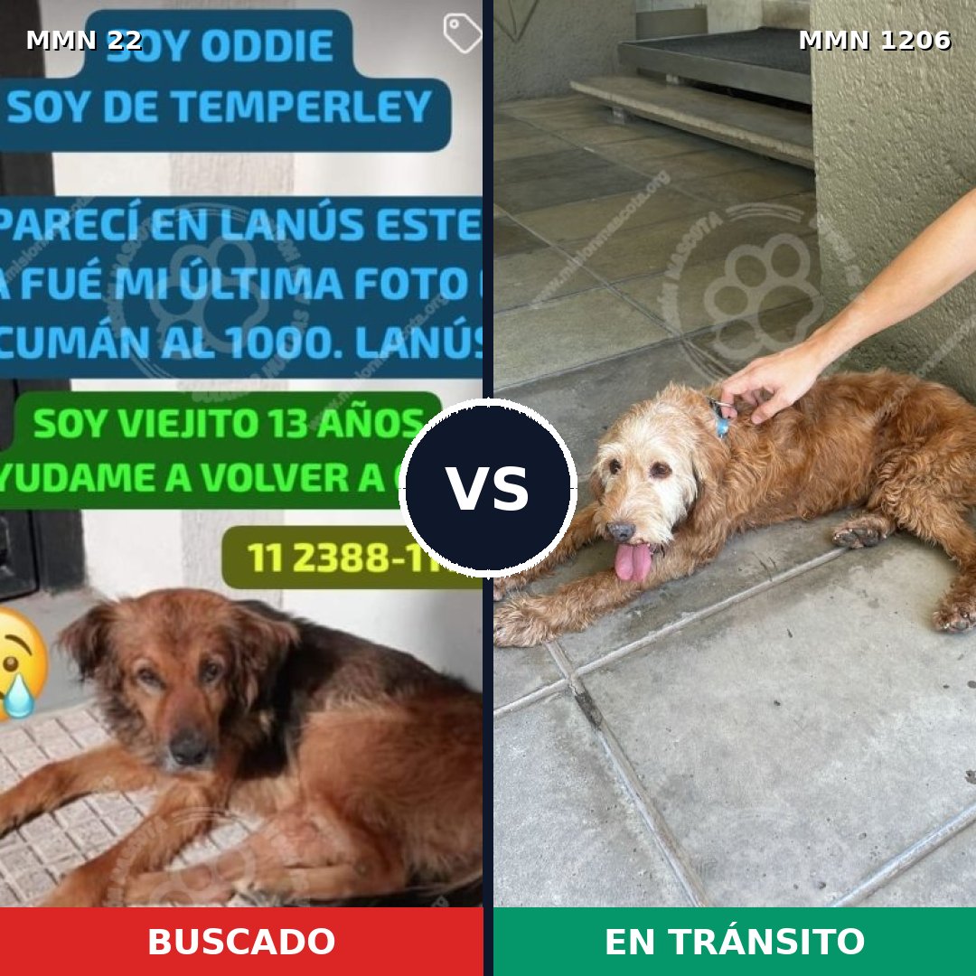 Comparativa MMS 19174: mascota perdida y mascota encontrada, 60% de similitud