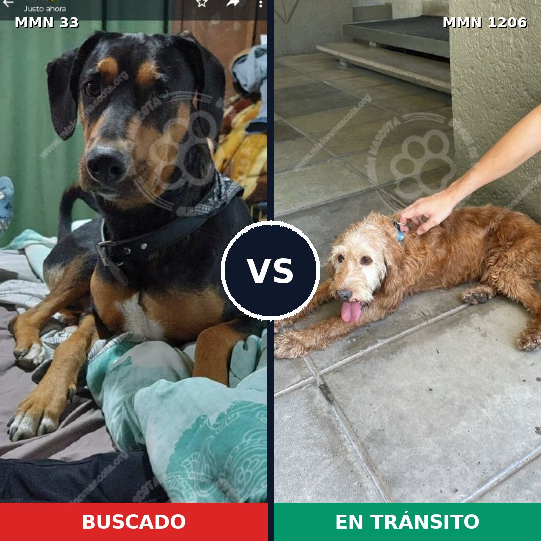 Comparativa MMS 19175: mascota perdida y mascota encontrada, 58% de similitud