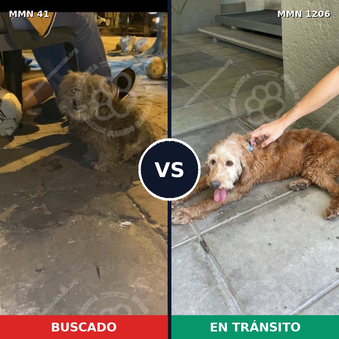 Comparativa MMS 19176: mascota perdida y mascota encontrada, 56% de similitud