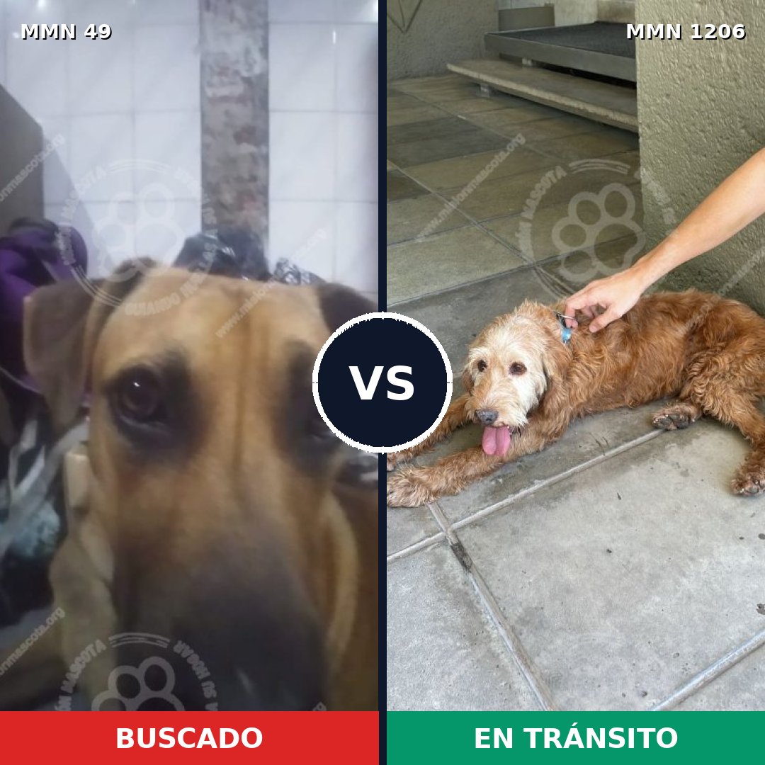 Comparativa MMS 19177: mascota perdida y mascota encontrada, 64% de similitud
