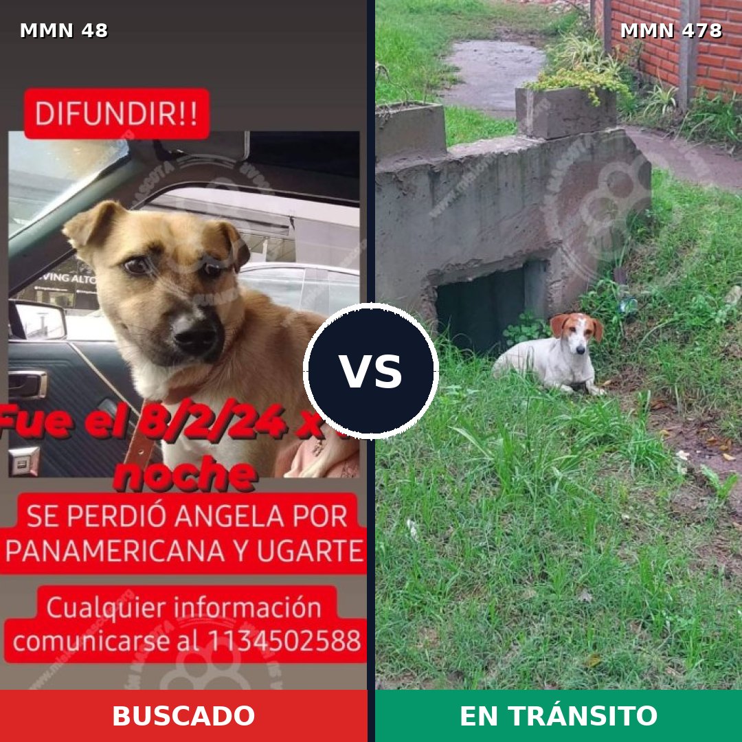 Comparativa MMS 1918: mascota perdida y mascota encontrada, 64% de similitud