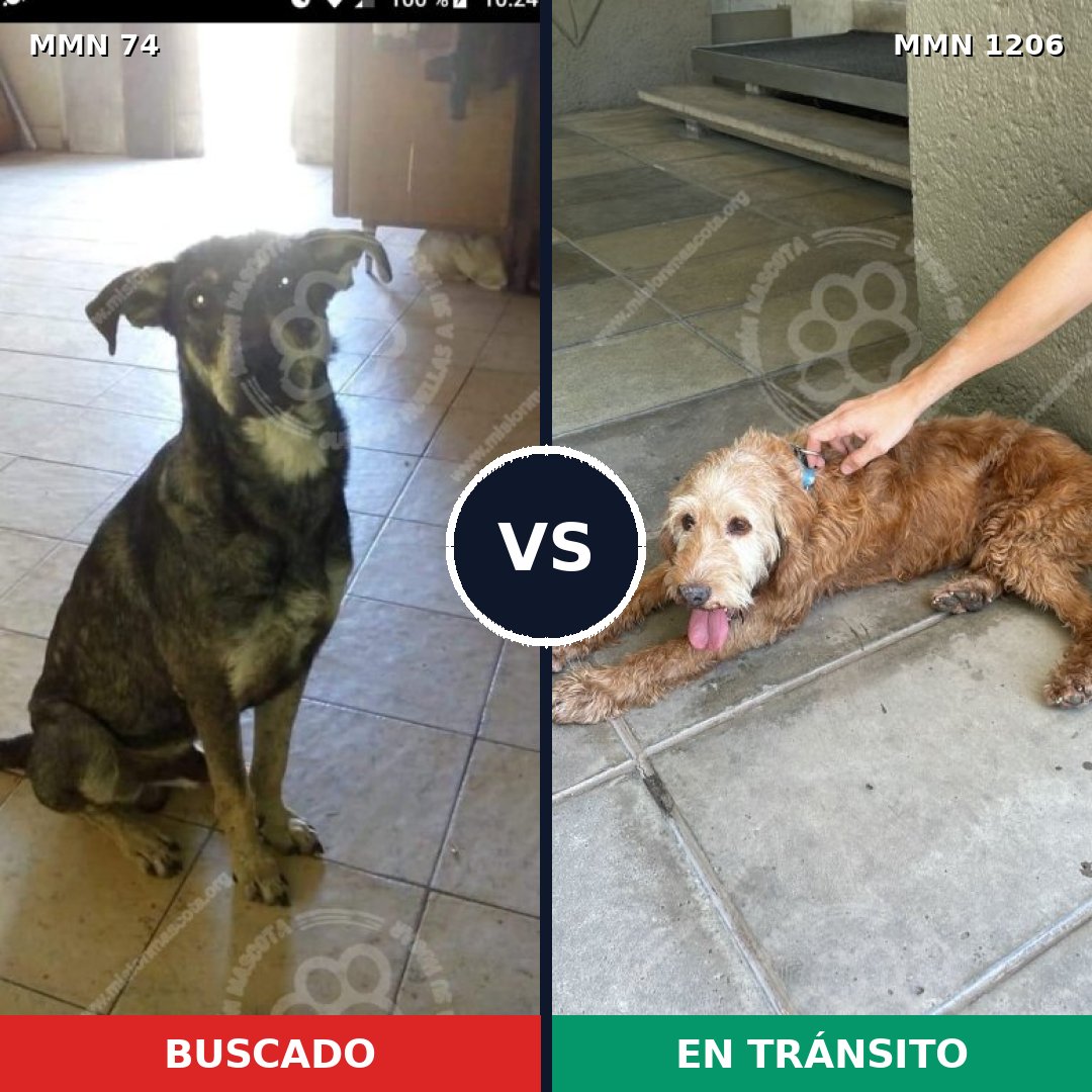 Comparativa MMS 19180: mascota perdida y mascota encontrada, 53% de similitud
