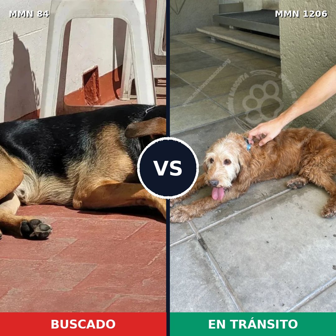 Comparativa MMS 19181: mascota perdida y mascota encontrada, 55% de similitud