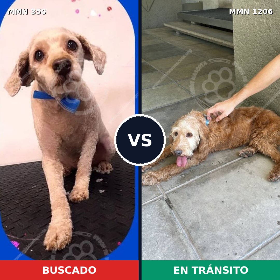 Comparativa MMS 19186: mascota perdida y mascota encontrada, 42% de similitud