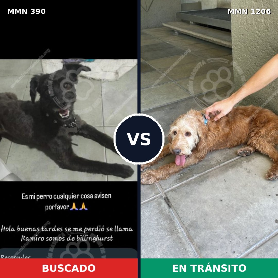 Comparativa MMS 19188: mascota perdida y mascota encontrada, 46% de similitud