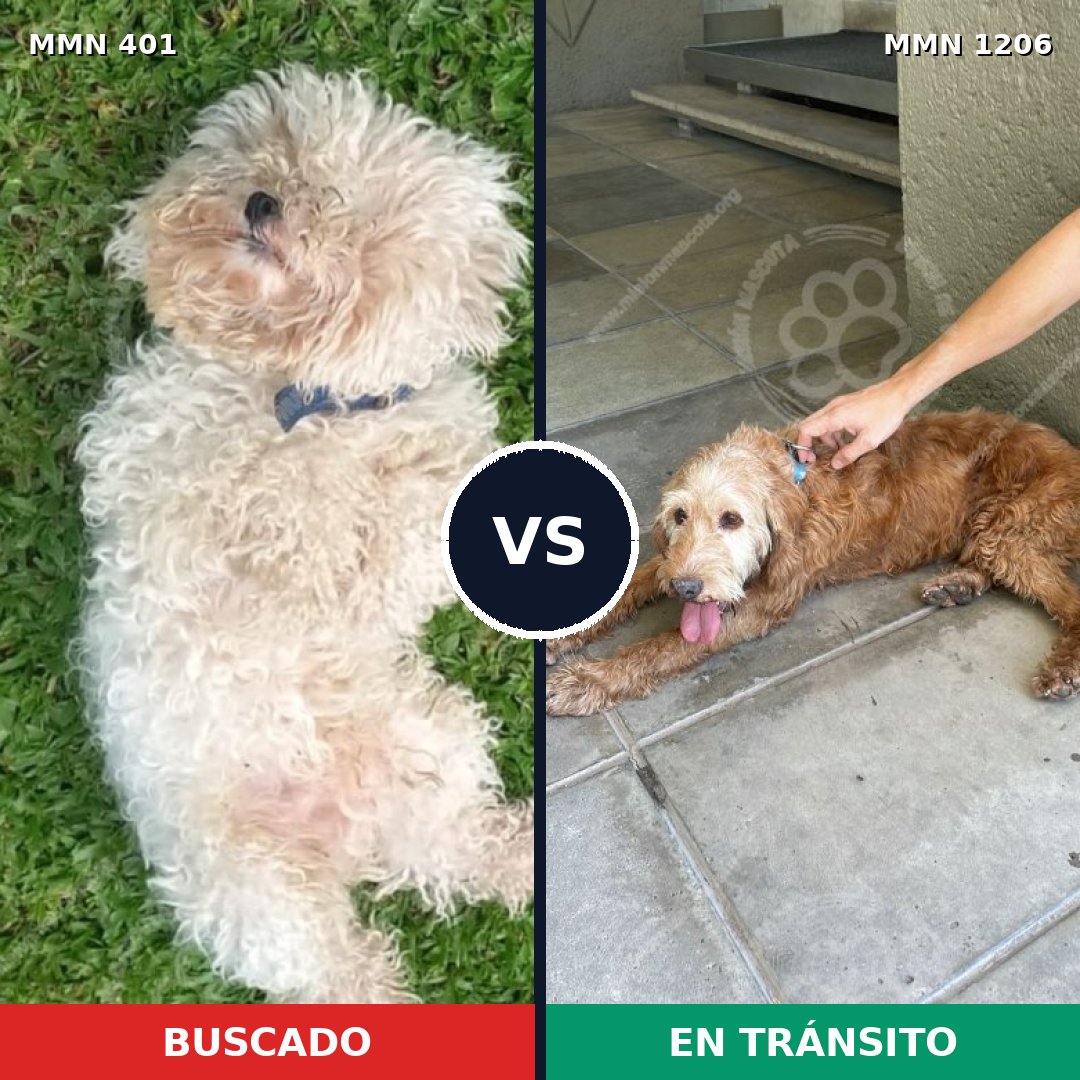 Comparativa MMS 19189: mascota perdida y mascota encontrada, 28% de similitud