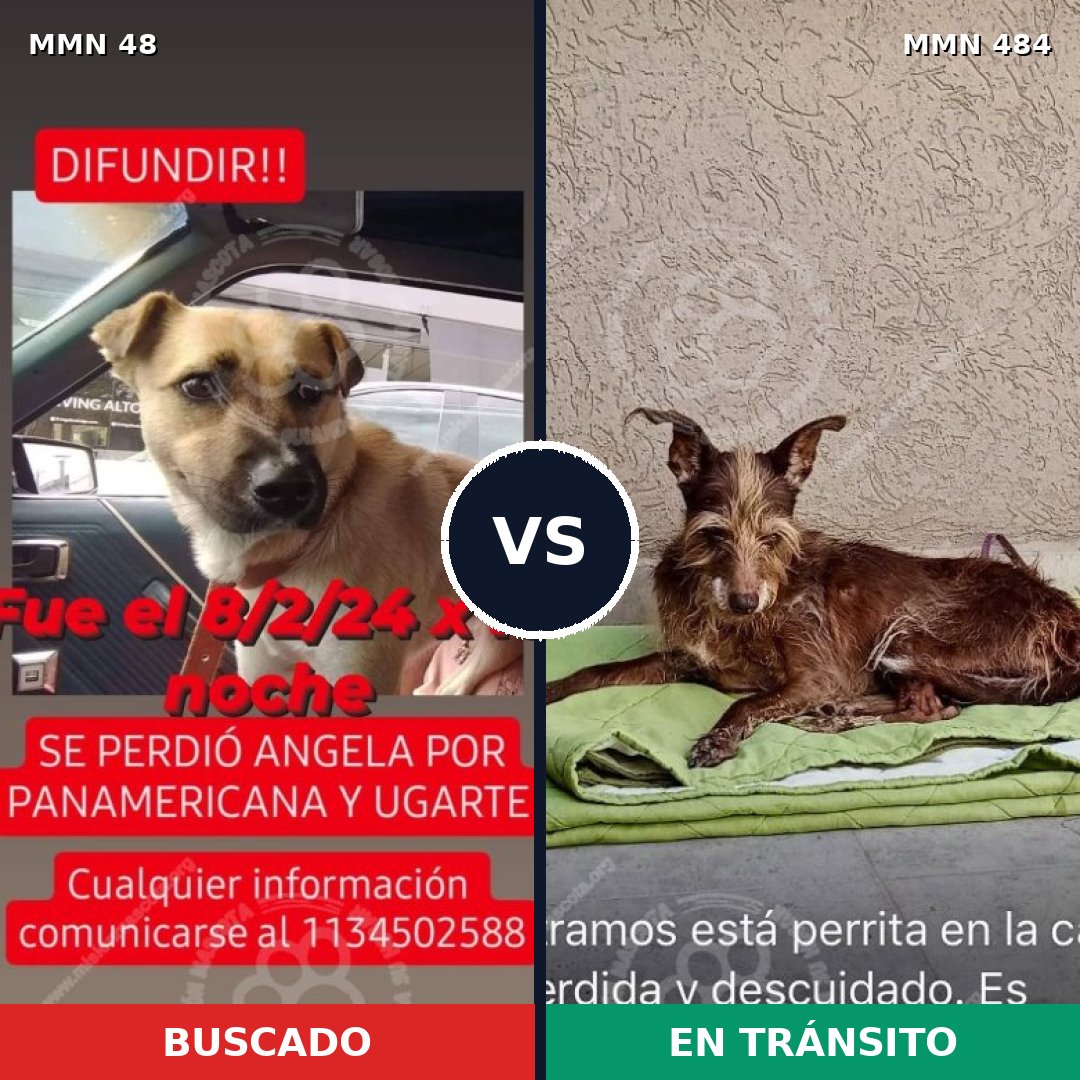 Comparativa MMS 1919: mascota perdida y mascota encontrada, 61% de similitud