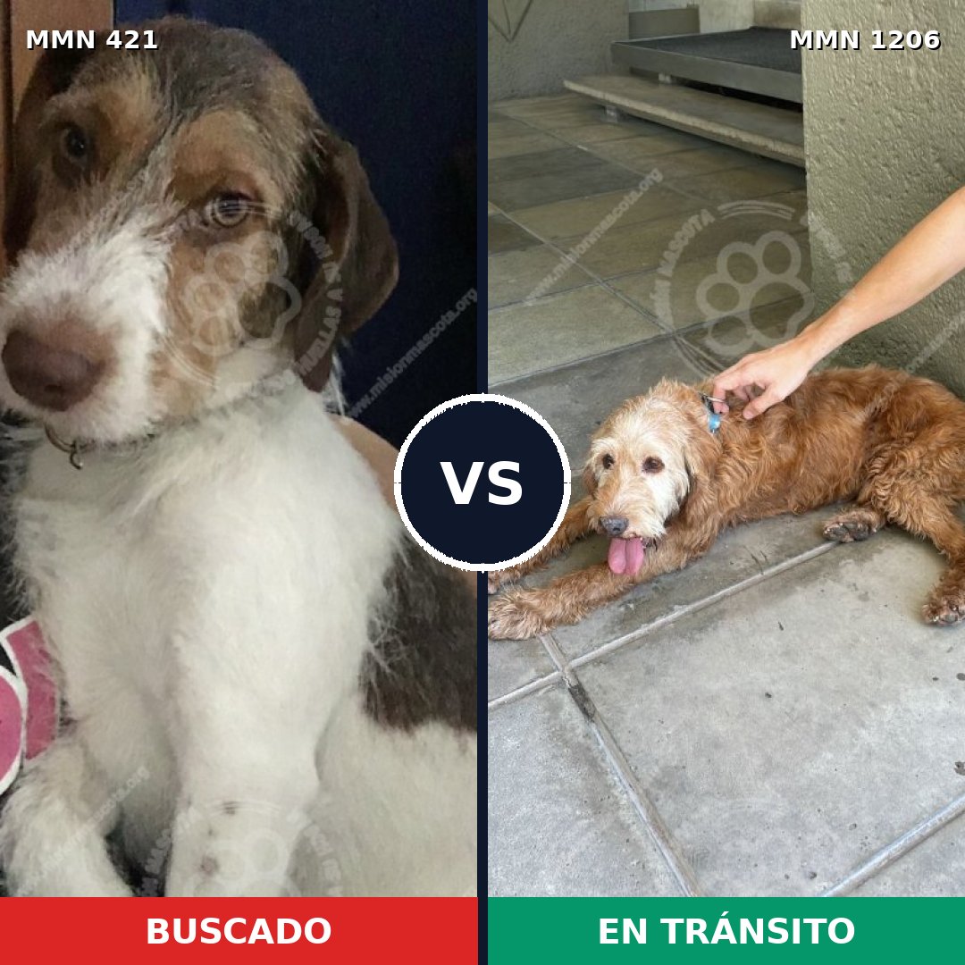 Comparativa MMS 19190: mascota perdida y mascota encontrada, 71% de similitud