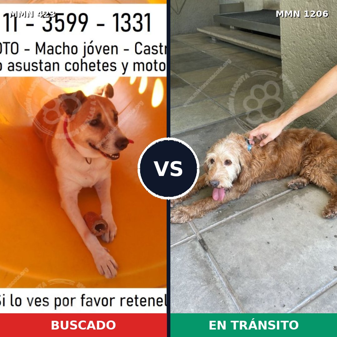 Comparativa MMS 19191: mascota perdida y mascota encontrada, 74% de similitud