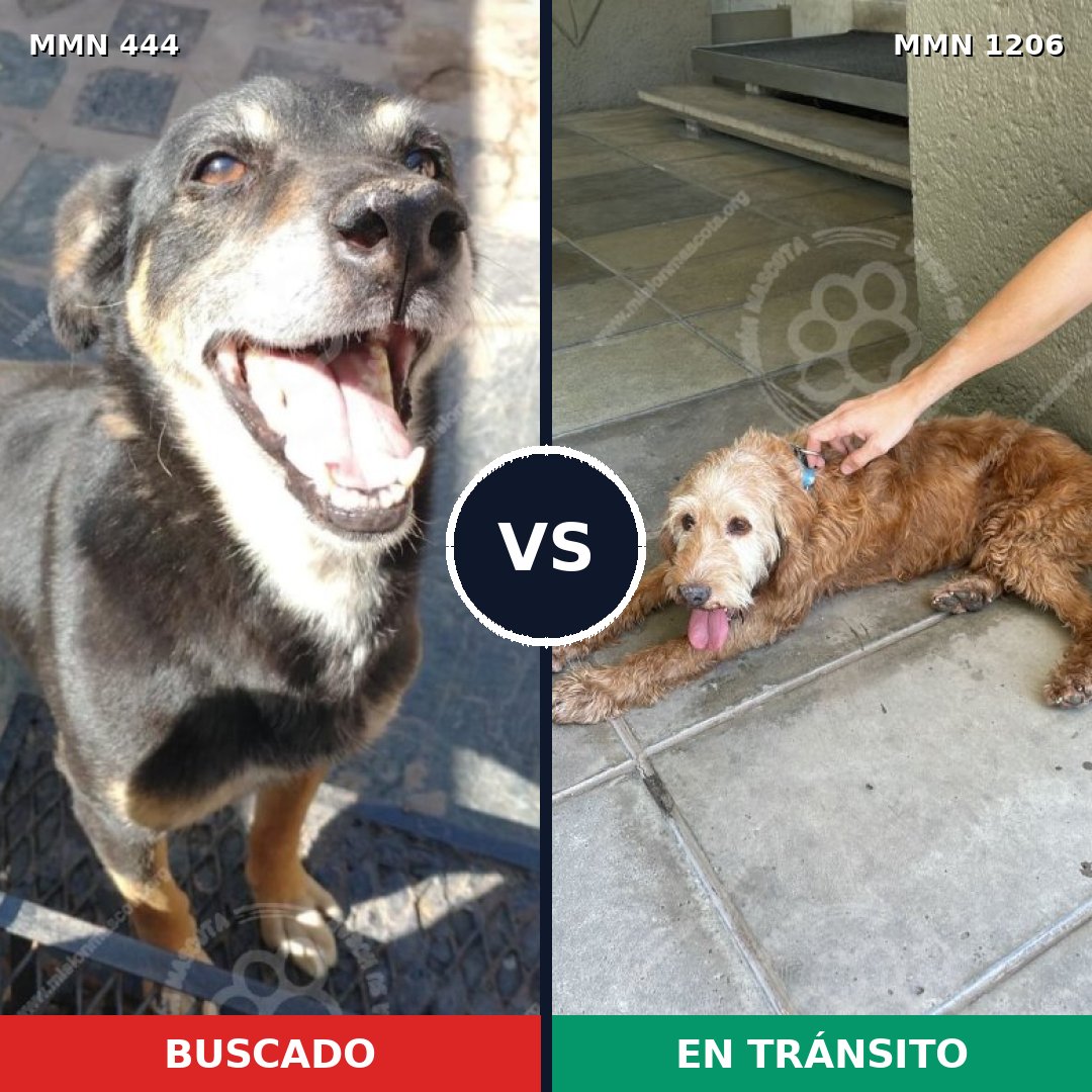 Comparativa MMS 19193: mascota perdida y mascota encontrada, 59% de similitud