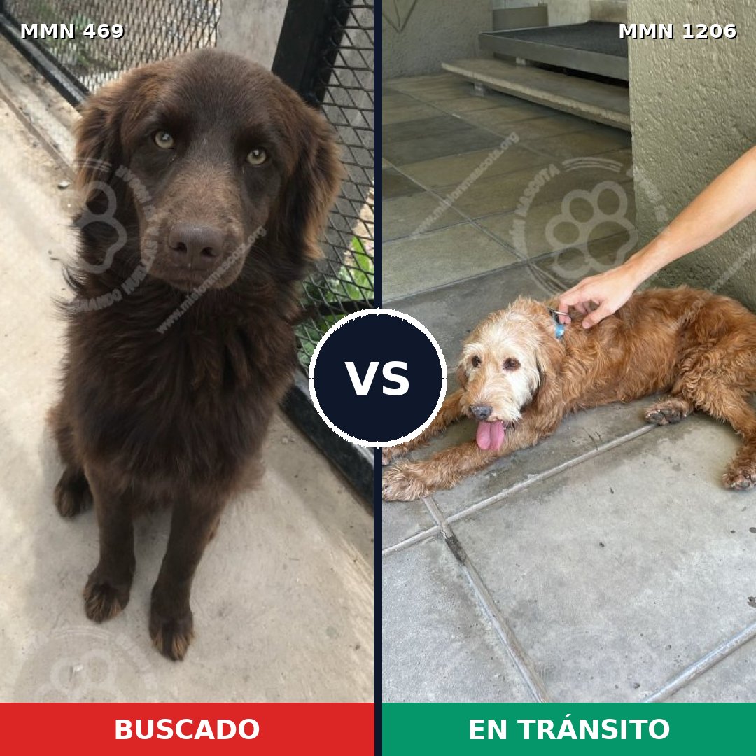 Comparativa MMS 19195: mascota perdida y mascota encontrada, 64% de similitud