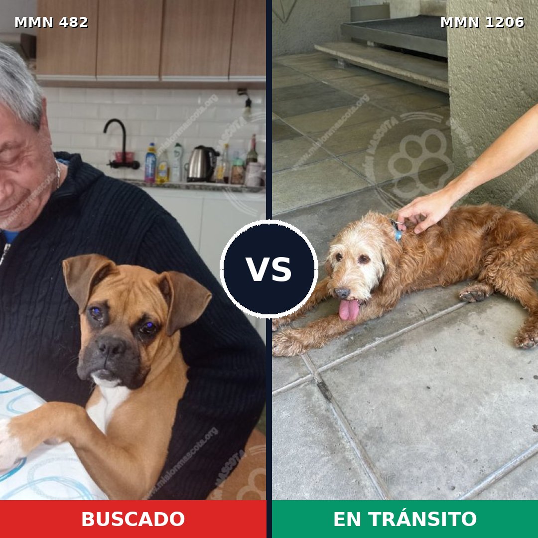 Comparativa MMS 19198: mascota perdida y mascota encontrada, 37% de similitud