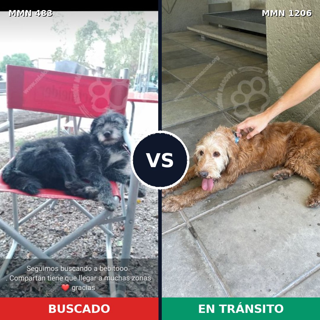 Comparativa MMS 19199: mascota perdida y mascota encontrada, 75% de similitud