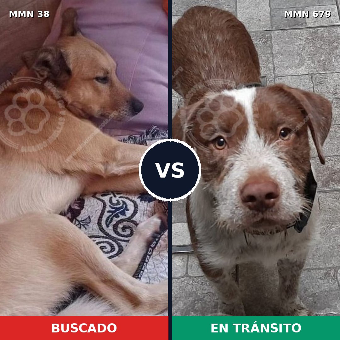 Comparativa MMS 192: mascota perdida y mascota encontrada, 51% de similitud