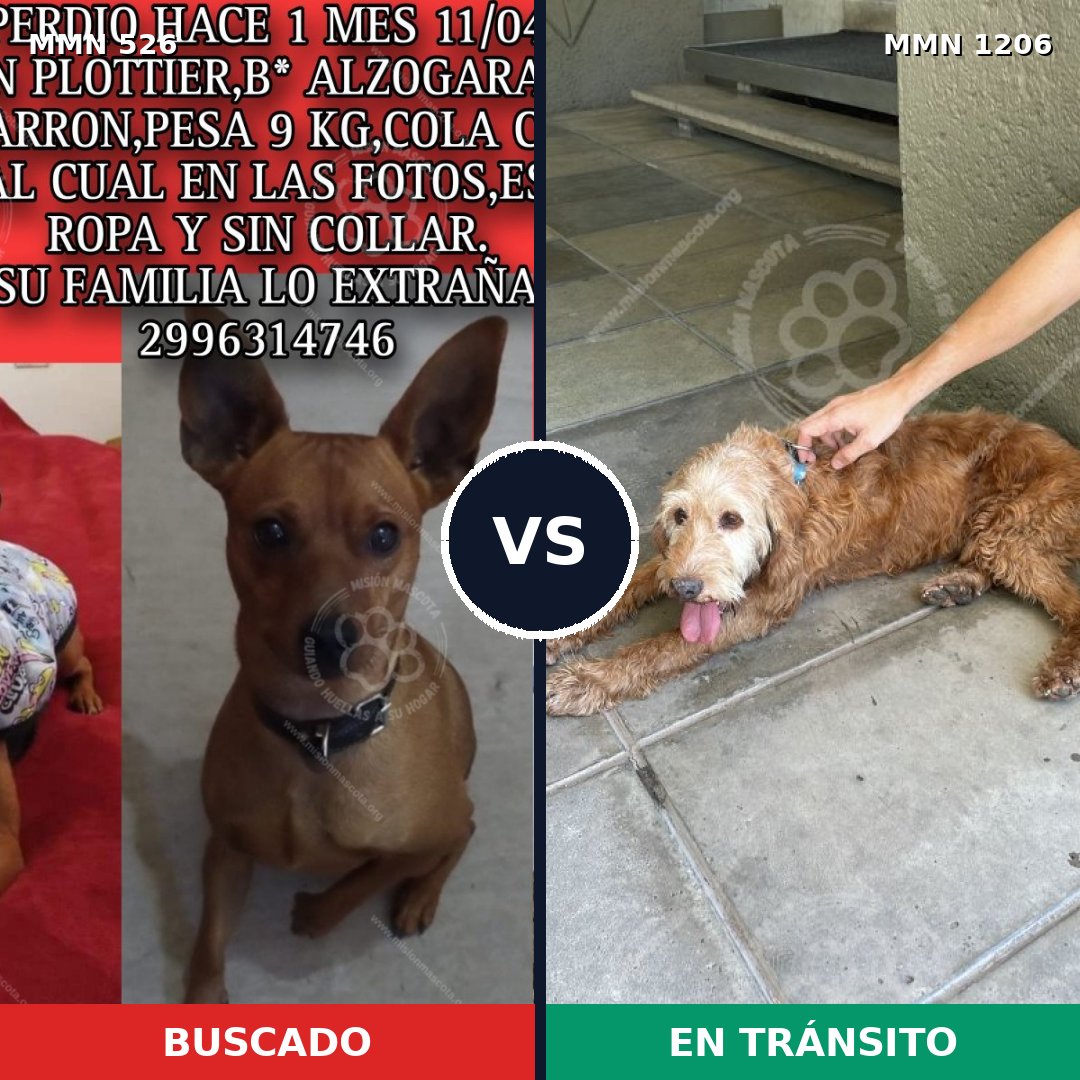 Comparativa MMS 19202: mascota perdida y mascota encontrada, 31% de similitud