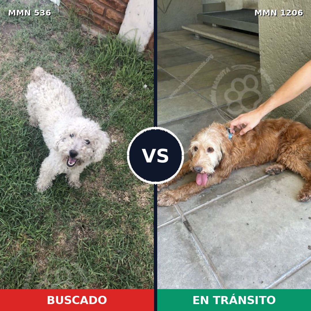 Comparativa MMS 19204: mascota perdida y mascota encontrada, 38% de similitud
