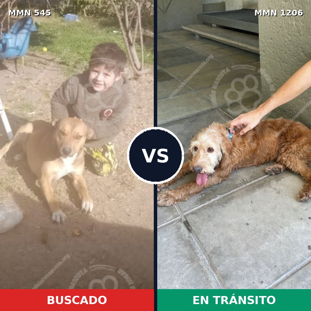 Comparativa MMS 19205: mascota perdida y mascota encontrada, 48% de similitud