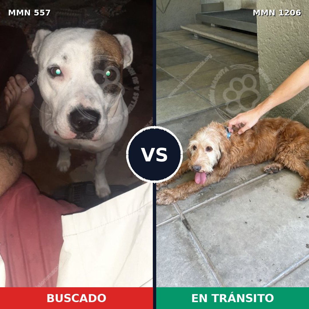 Comparativa MMS 19207: mascota perdida y mascota encontrada, 46% de similitud