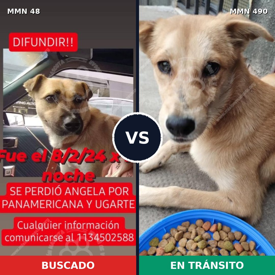 Comparativa MMS 1921: mascota perdida y mascota encontrada, 75% de similitud