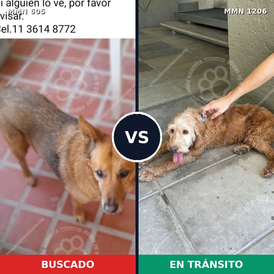 Comparativa MMS 19210: mascota perdida y mascota encontrada, 64% de similitud