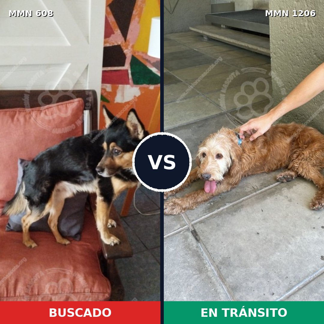 Comparativa MMS 19212: mascota perdida y mascota encontrada, 70% de similitud