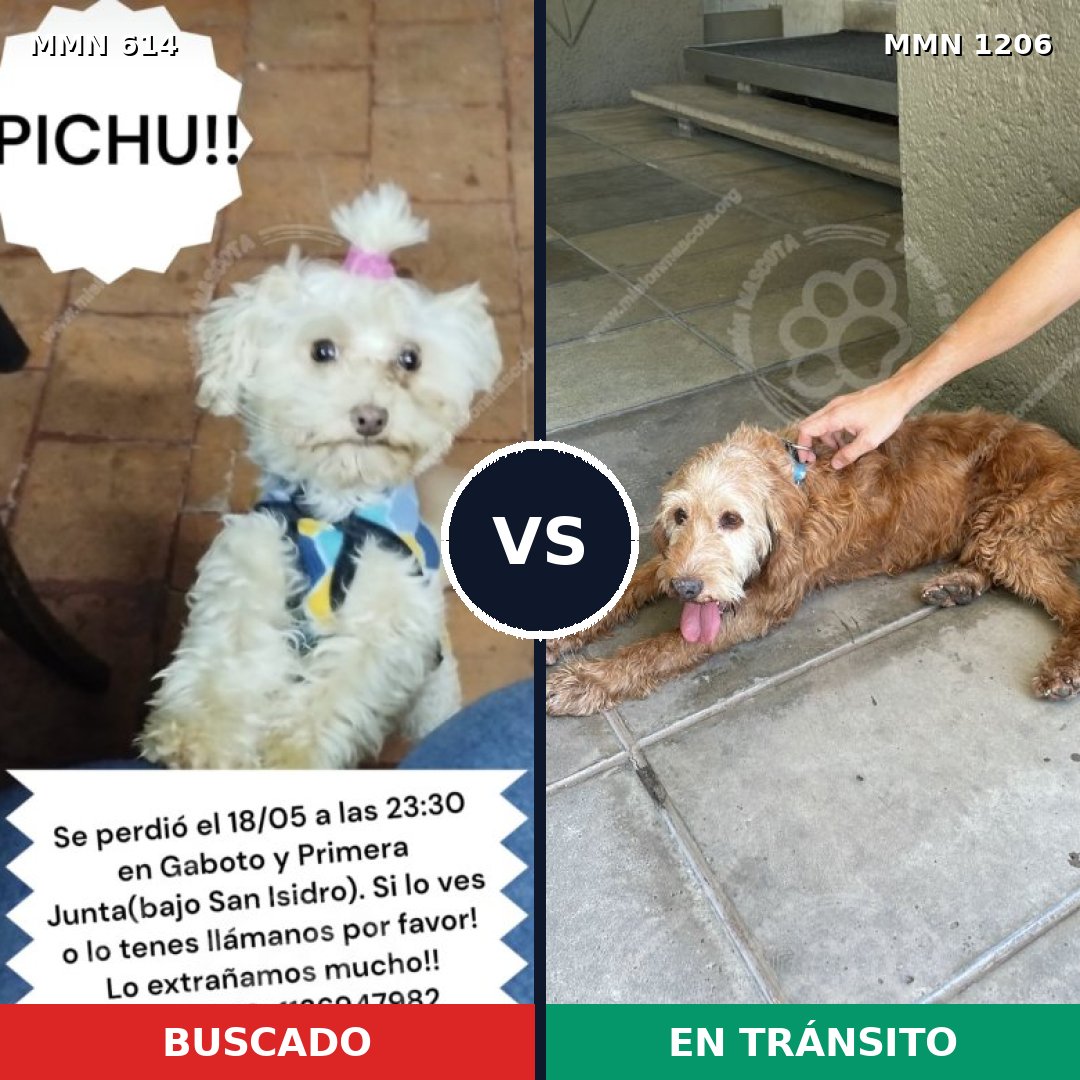 Comparativa MMS 19213: mascota perdida y mascota encontrada, 24% de similitud