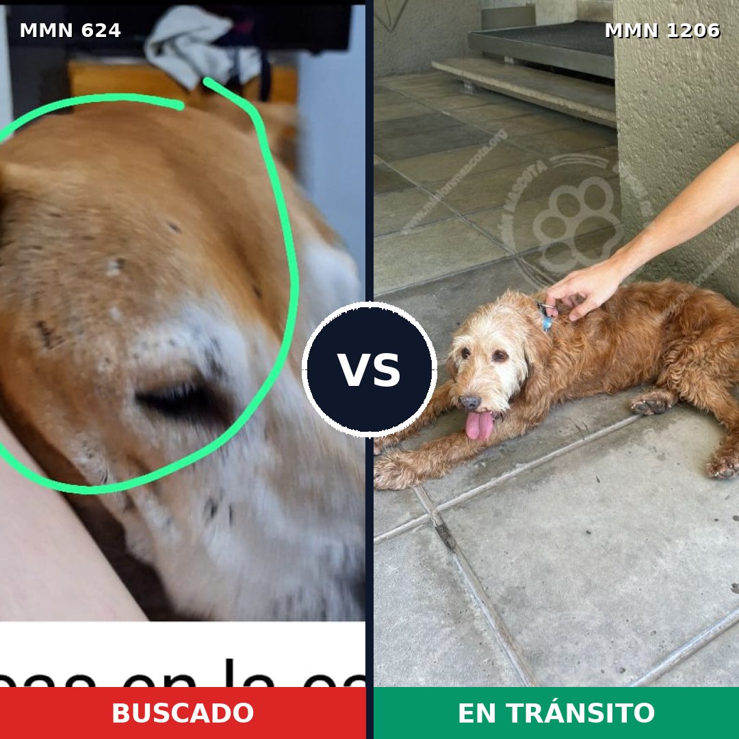 Comparativa MMS 19214: mascota perdida y mascota encontrada, 38% de similitud