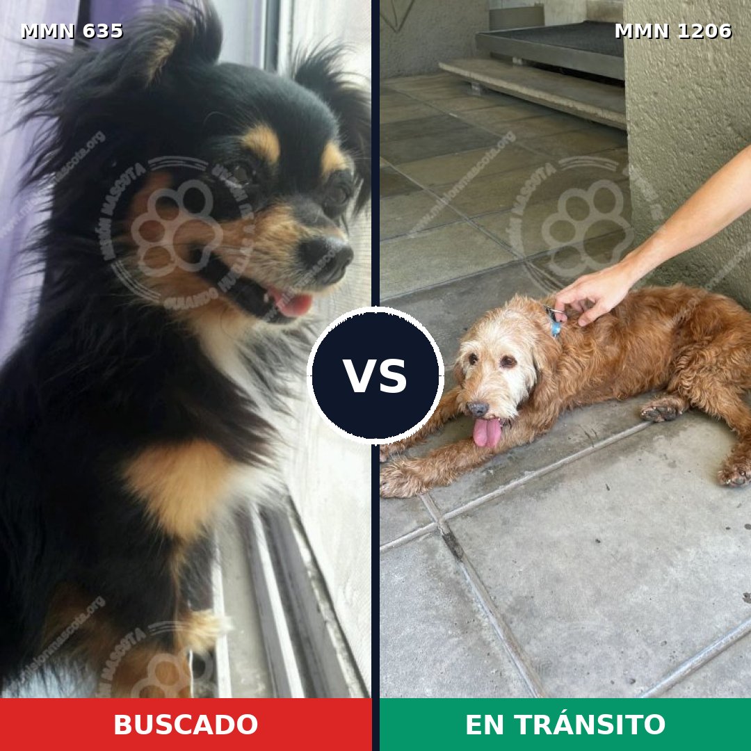 Comparativa MMS 19216: mascota perdida y mascota encontrada, 30% de similitud