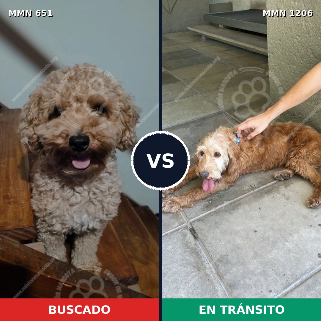 Comparativa MMS 19218: mascota perdida y mascota encontrada, 24% de similitud