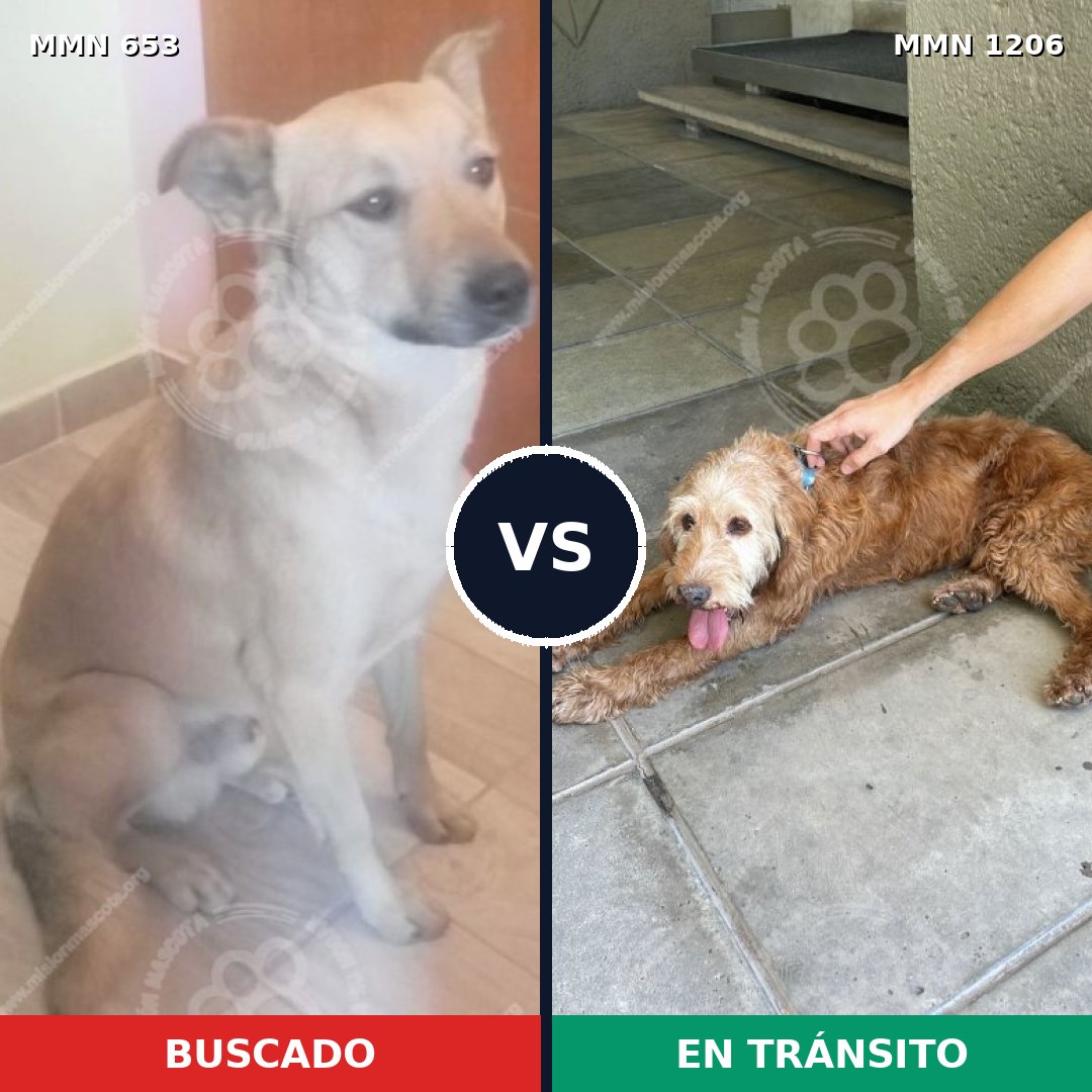 Comparativa MMS 19219: mascota perdida y mascota encontrada, 68% de similitud
