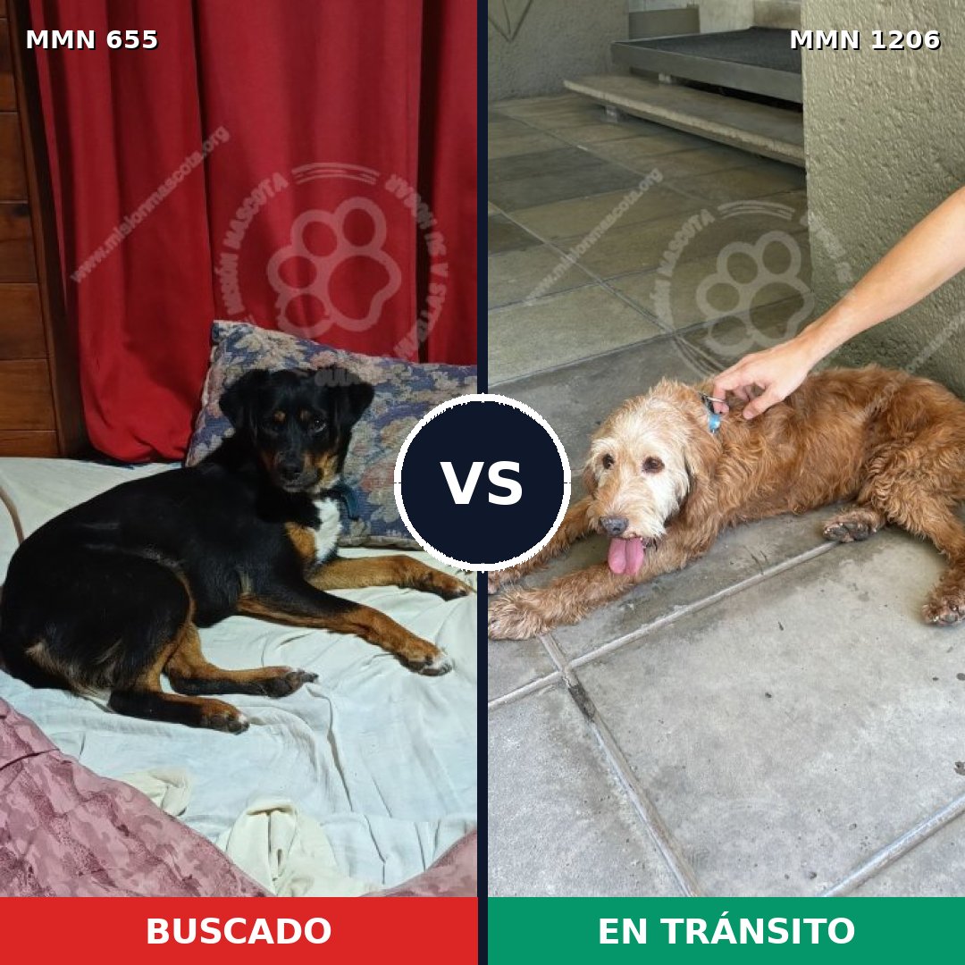Comparativa MMS 19220: mascota perdida y mascota encontrada, 48% de similitud