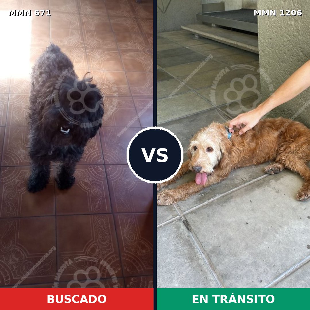 Comparativa MMS 19221: mascota perdida y mascota encontrada, 35% de similitud
