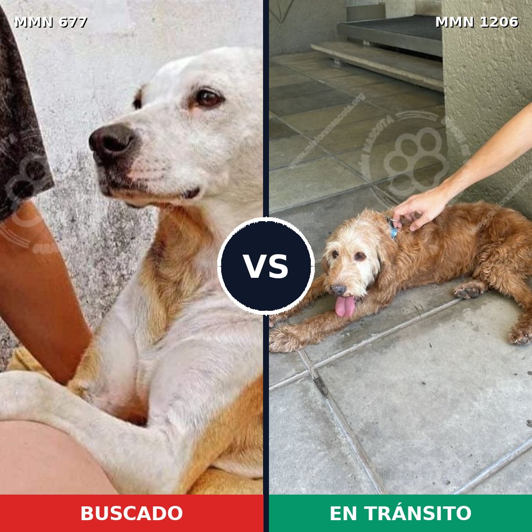 Comparativa MMS 19222: mascota perdida y mascota encontrada, 74% de similitud