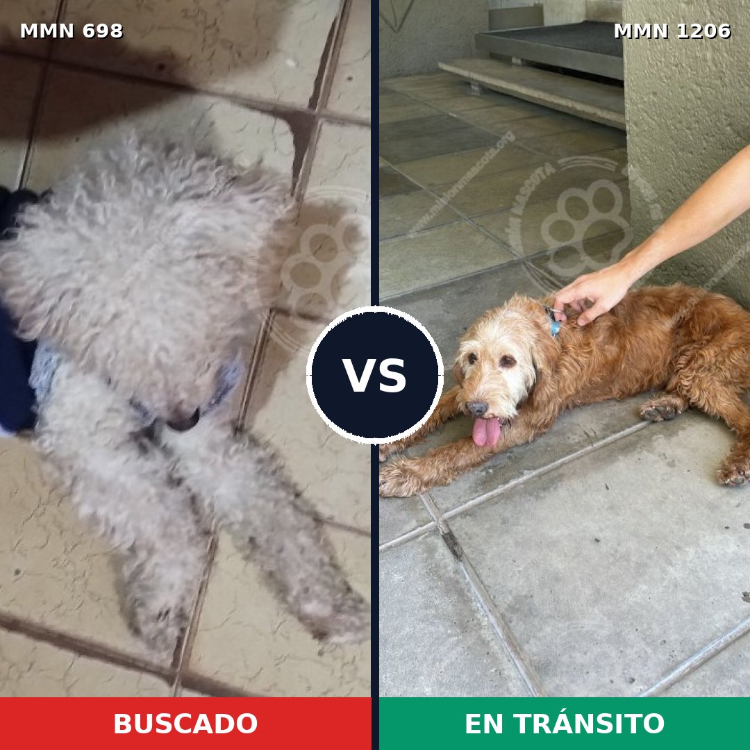 Comparativa MMS 19223: mascota perdida y mascota encontrada, 37% de similitud