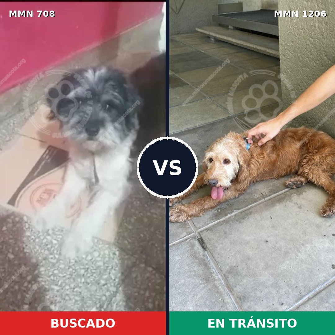 Comparativa MMS 19224: mascota perdida y mascota encontrada, 42% de similitud