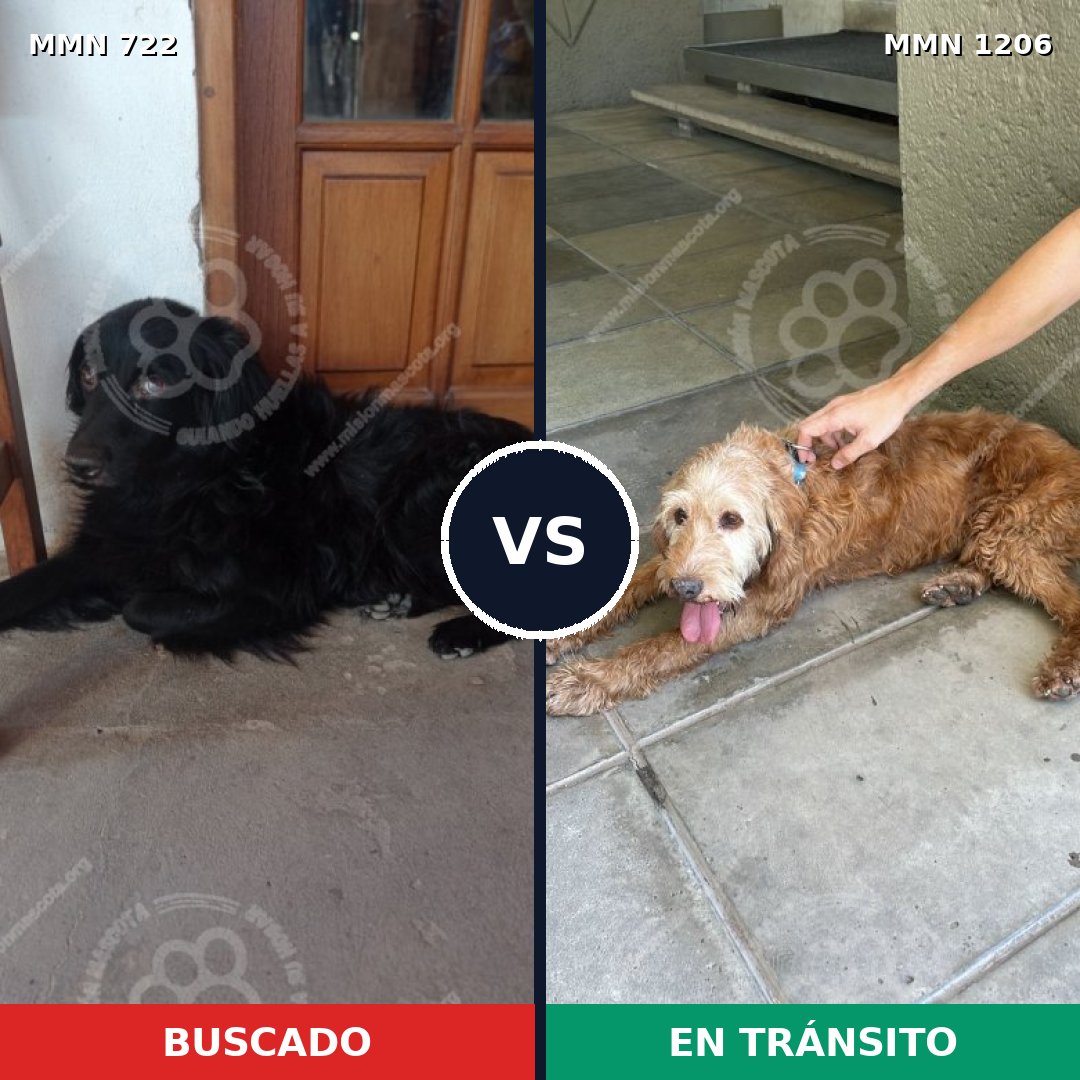 Comparativa MMS 19225: mascota perdida y mascota encontrada, 42% de similitud