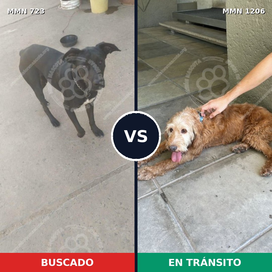 Comparativa MMS 19226: mascota perdida y mascota encontrada, 56% de similitud