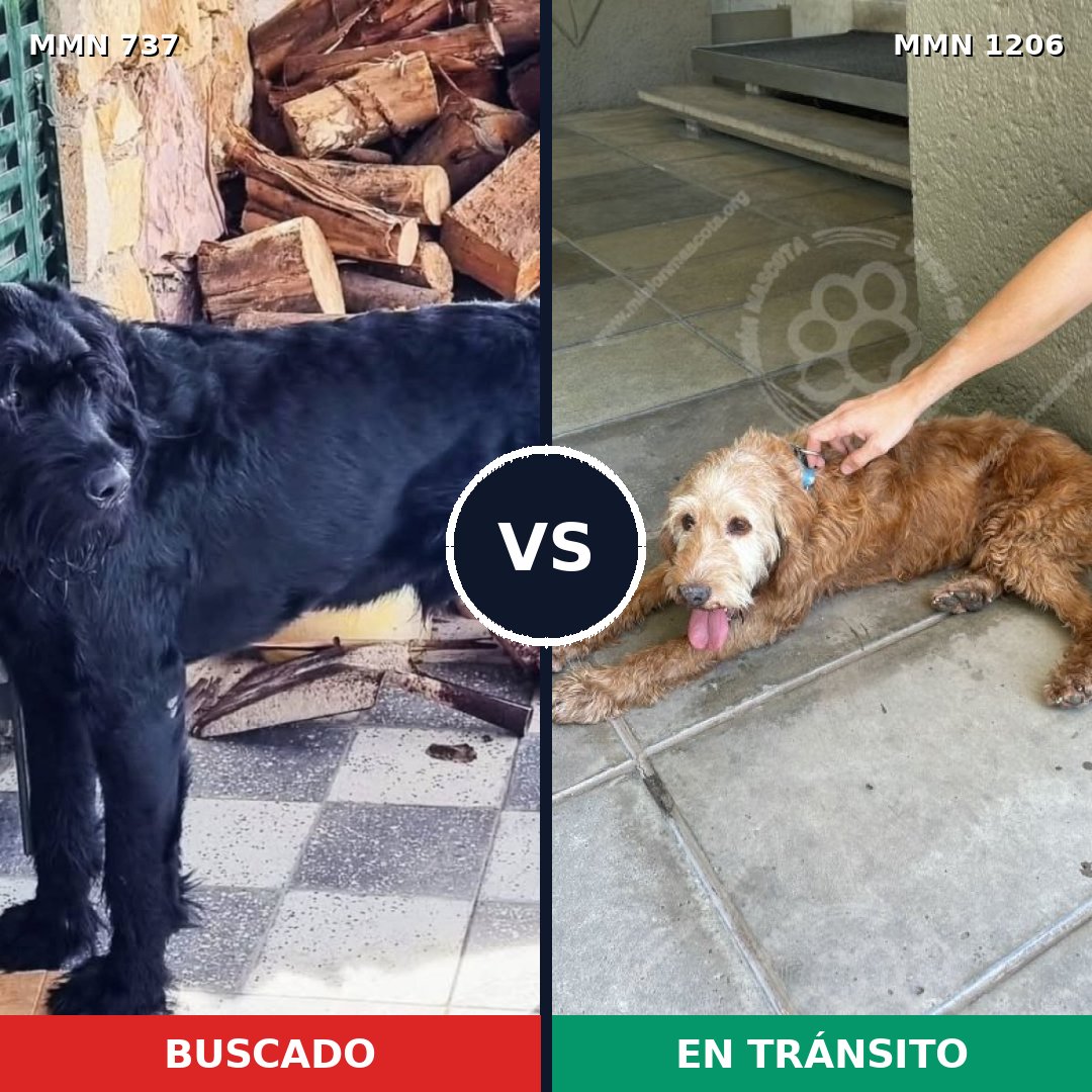 Comparativa MMS 19227: mascota perdida y mascota encontrada, 26% de similitud