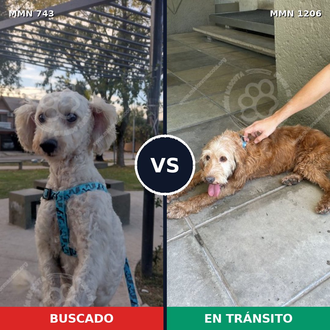 Comparativa MMS 19229: mascota perdida y mascota encontrada, 48% de similitud